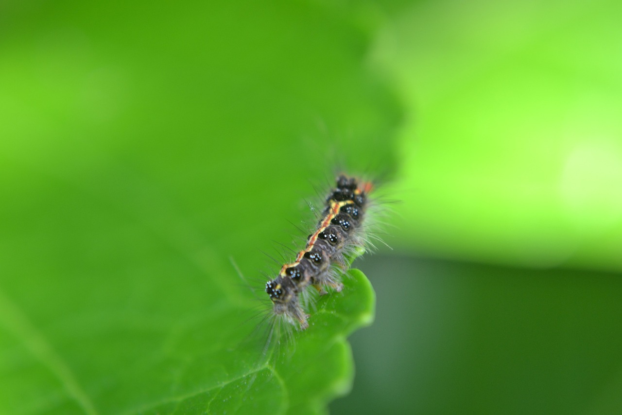 Pest Control in Homes - Health and Safety Implications